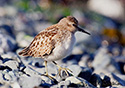 Calidris minutilla